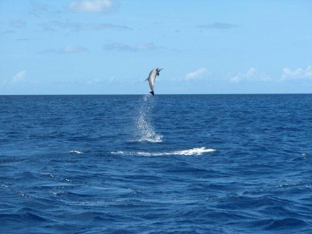 Sortie en mer dans le Sud Martinique